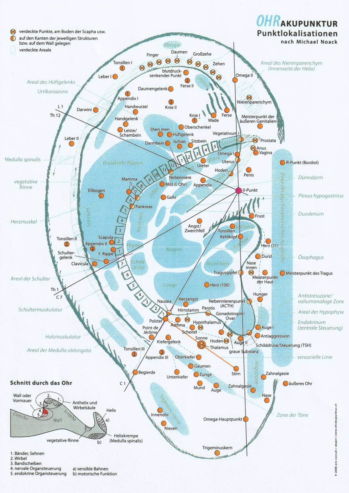 Ohr Akupunktur Diana Fischer